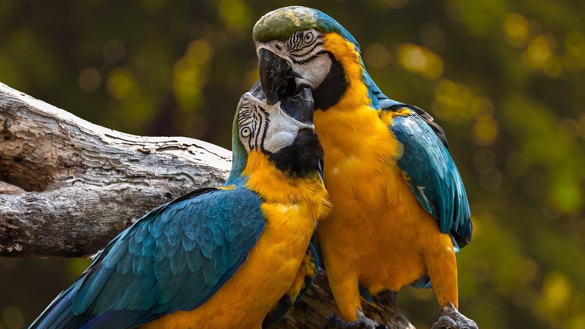 Una pareja de loros.