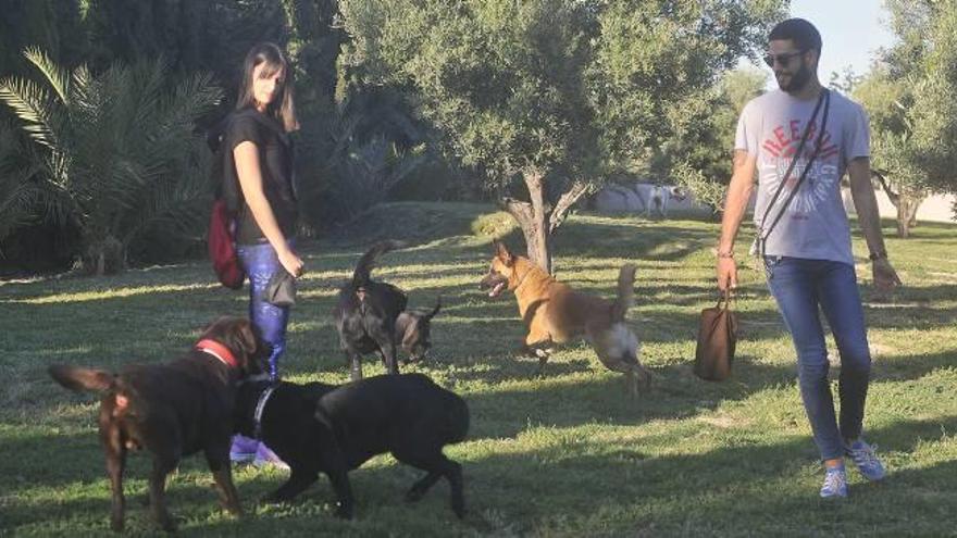 Varios perros jugando en el Gospark de la zona nueva de Altabix, donde los canes pueden estar sueltos en todo el recinto.