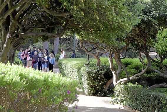 In den Jardines von Marivent: alte Bäume, organische Formschnitte und viel Grün. Ein botanischer Rundgang mit der Gartenarchitektin Erika Könn.