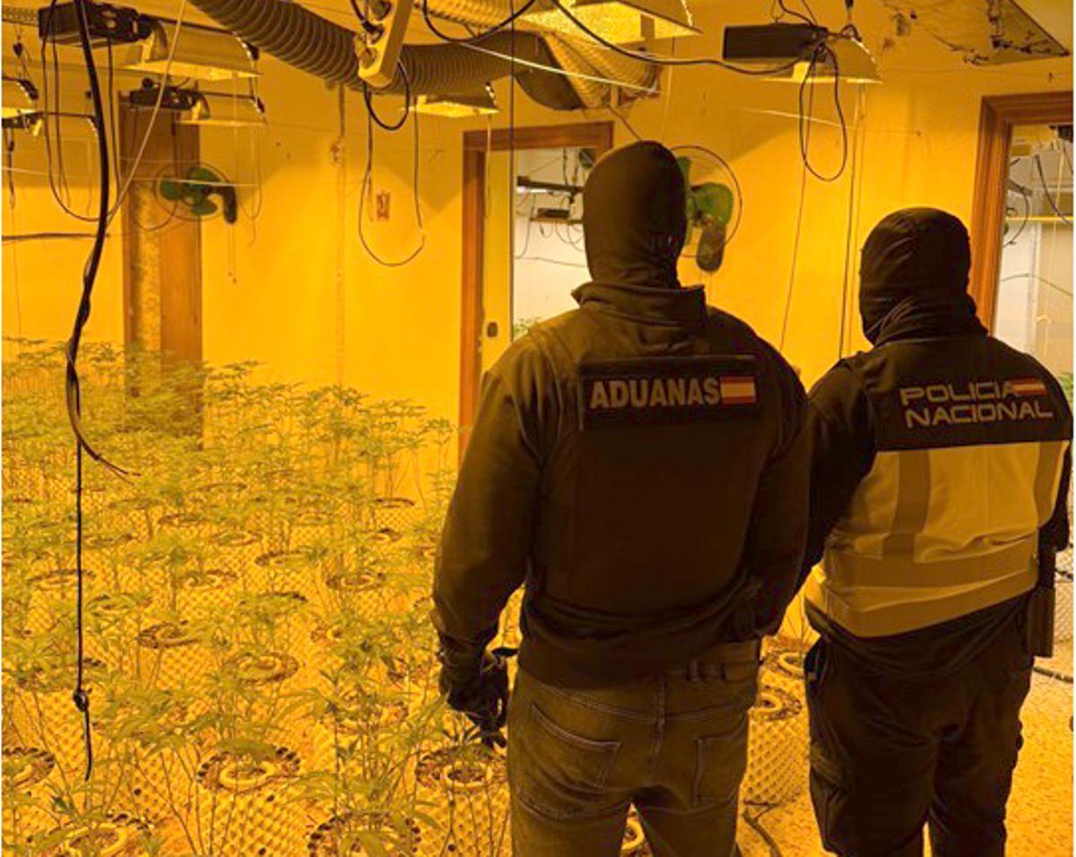 Durante la operación se  desmantelaron varias plantaciones con cerca de 2.000 plantas