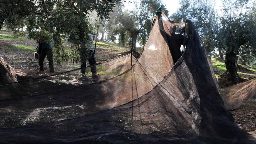 La Olivarera de Los Pedroches aplica la agricultura biodinámica