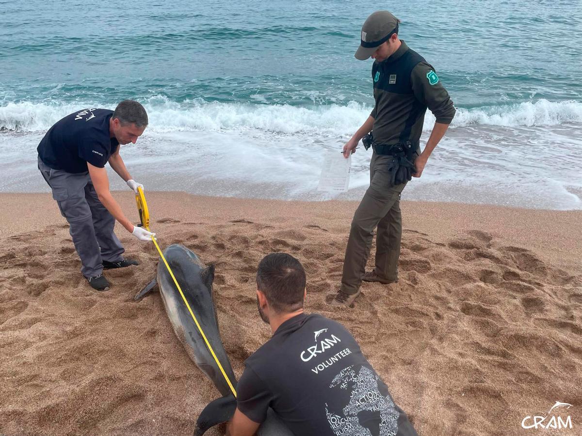 Rescats de fauna marina a la Costa Brava durant l'any passat