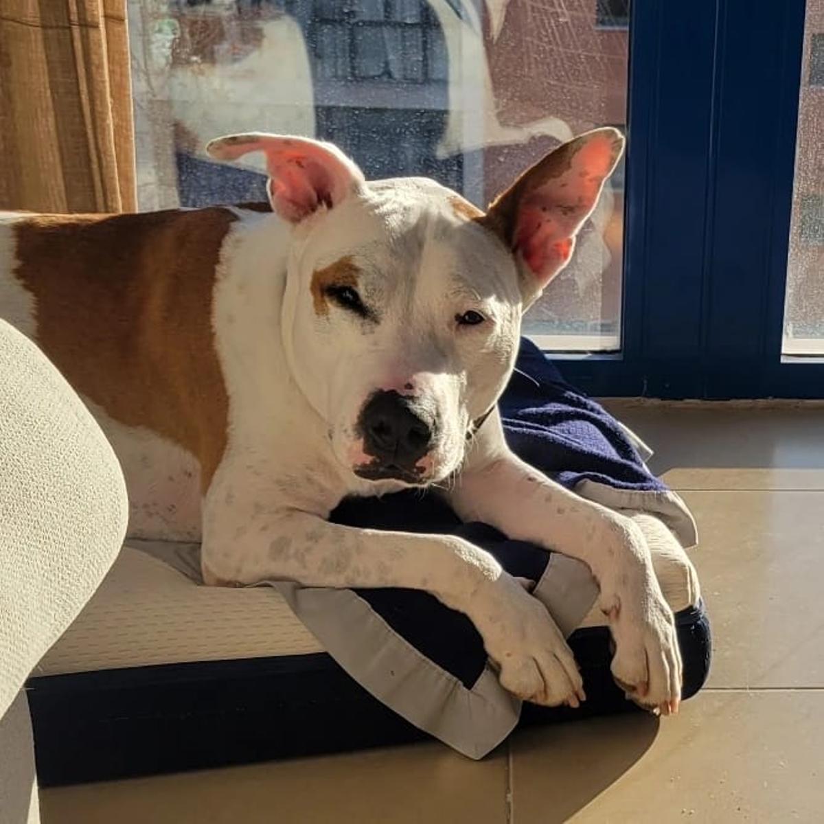 Ronda y Max han tenido la oportunidad de encontrar un hogar gracias a Christian