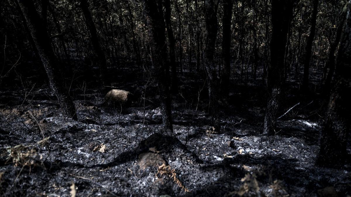 Imagen del incendio en La Garganta.