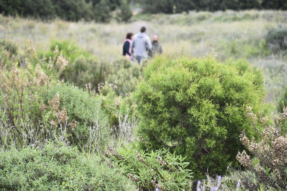 Parcela reforestada por Anse y voluntarios en Calblanque