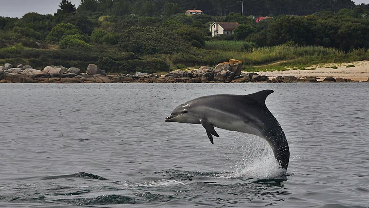 Un delfín mular saltando fuera del agua en la ría de Arousa.