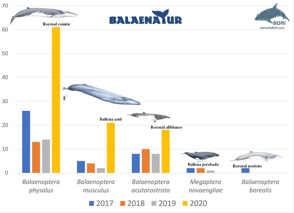 Avistamiento de cetáceos con el proyecto "Balaenatur".