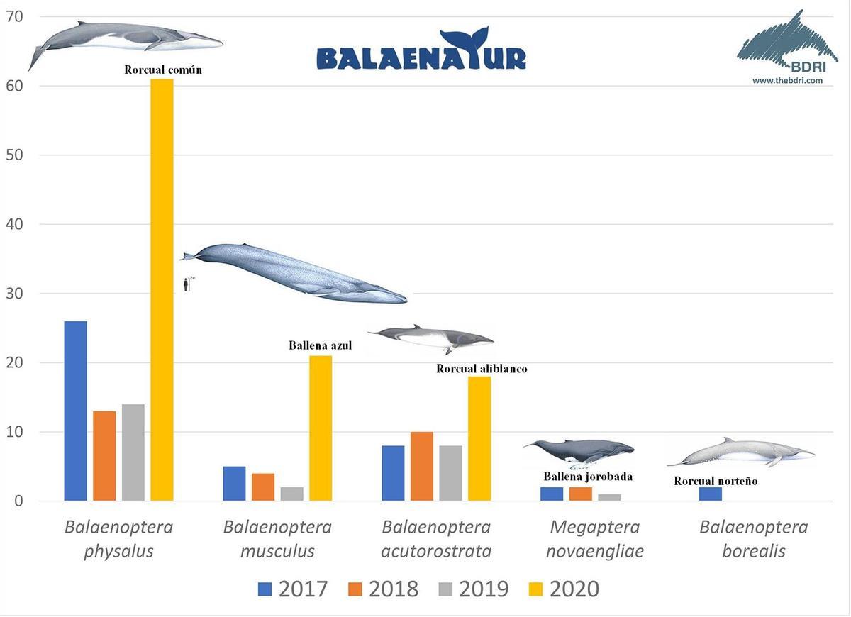 Avistamiento de cetáceos con el proyecto &quot;Balaenatur&quot;.