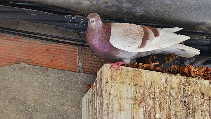 Palomas que anidan en los rincones del casco vello. | GONZALO NÚÑEZ