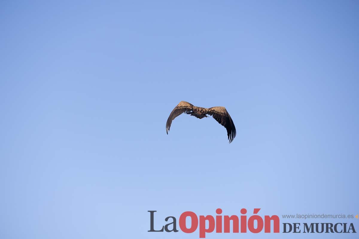 Suelta de dos buitres leonados en la Sierra de Mojantes en Caravaca