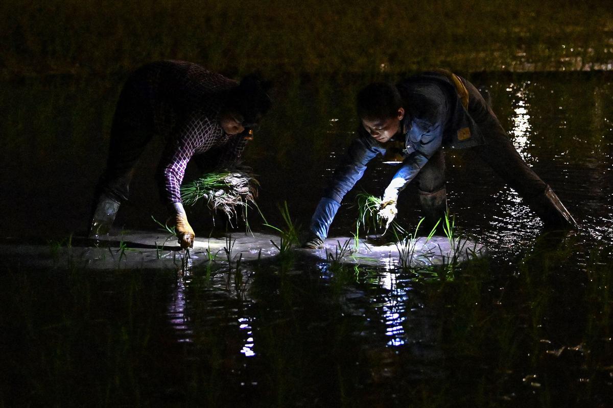 Plantar arroz de noche en Vietnam