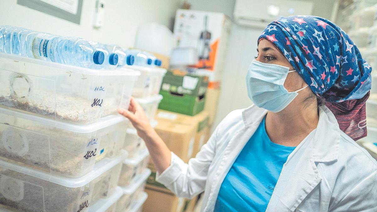 Una investigadora observa unas muestras de insectos en el Instituto Canario de  Investigaciones Agrarias.