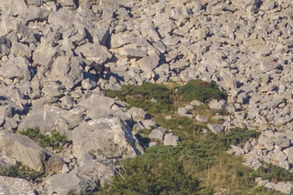 Avistamiento de osos en Somiedo