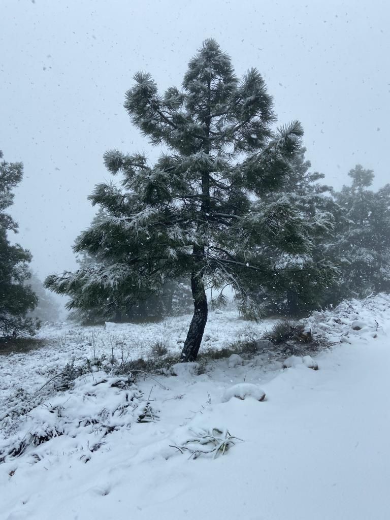 Nieva en Sierra Espuña en pleno mes de abril