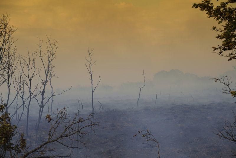 Imágenes del incendio forestal de Grisuela.