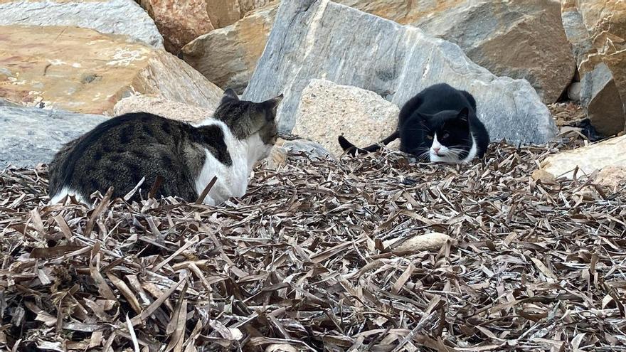 Torrevieja pretende poner coto a las colonias de gatos tras rebasar la población felina los 2.000 ejemplares