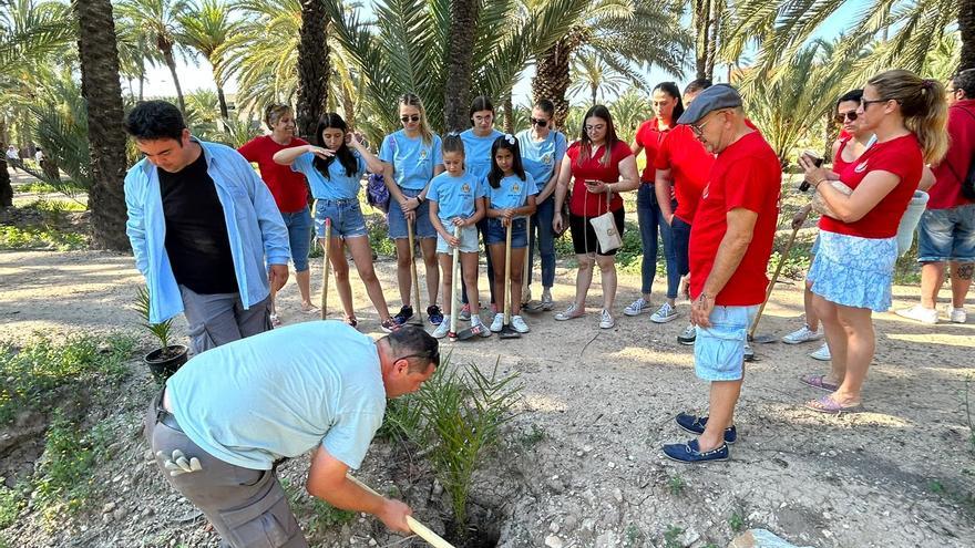 Dos huertos de Elche tienen desde hoy 200 palmeras más