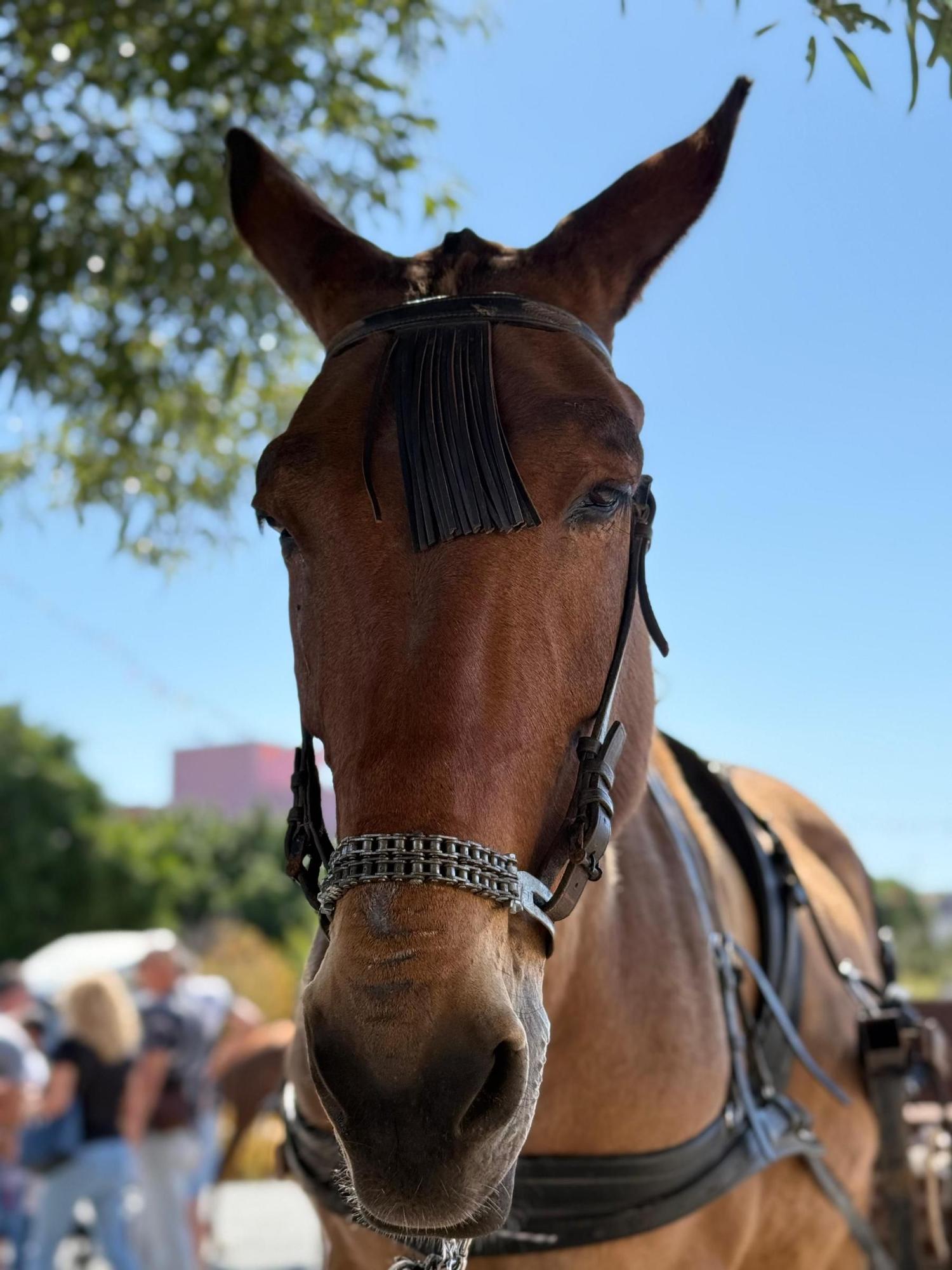 Día grande de las fiestas de San Isidro en Sardina