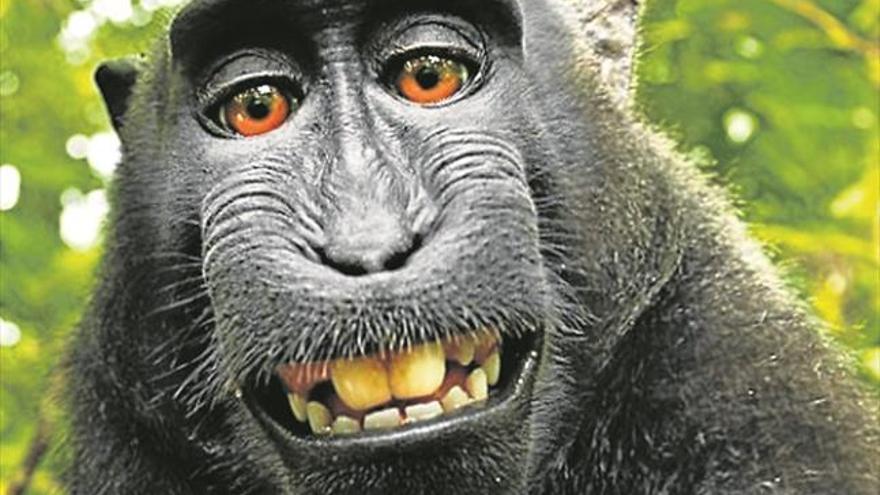 Sentencia salomónica para el famoso selfi del macaco Naruto