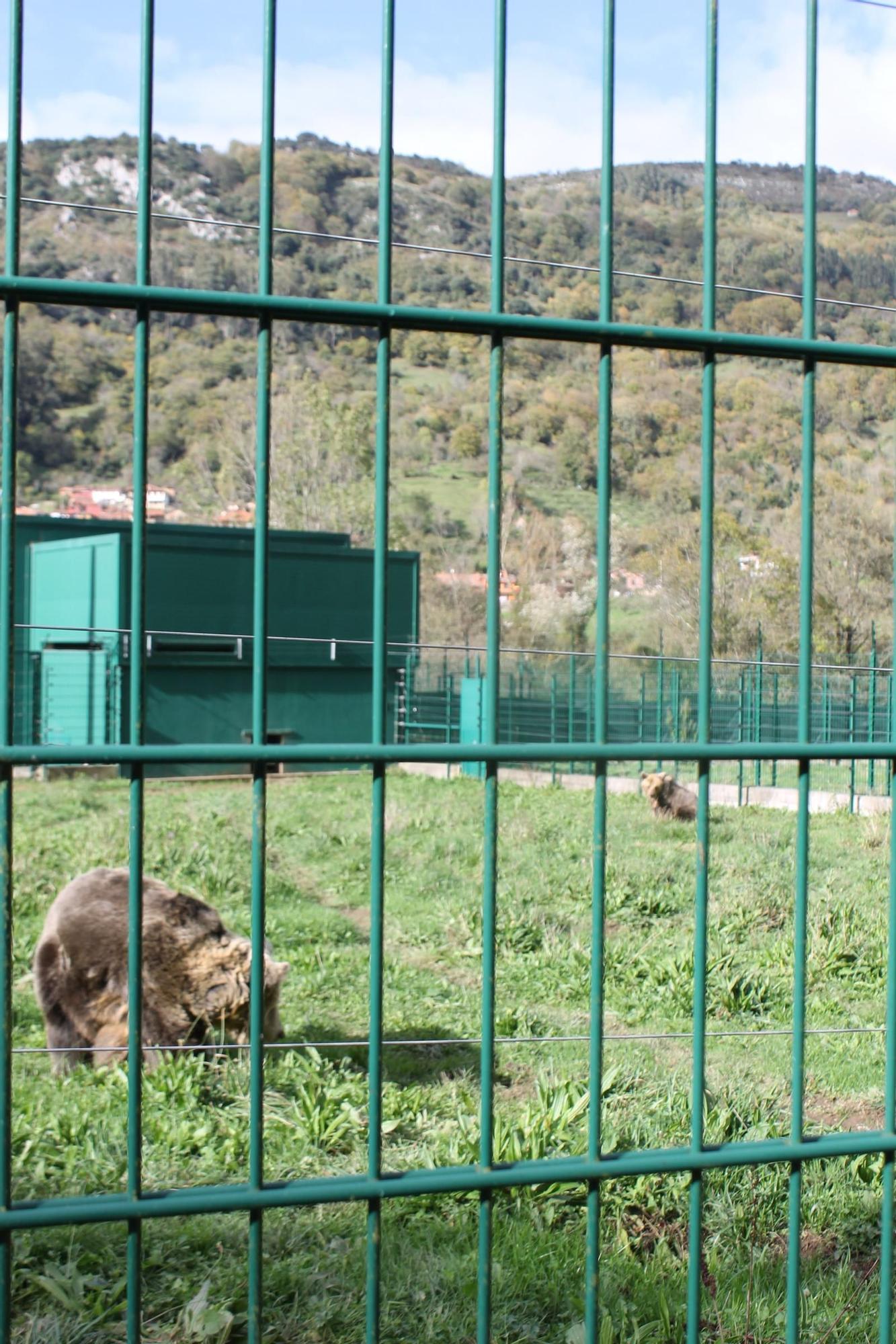EN IMÁGENES: Así fue la vida de la osa "Paca" en el cercado de los Valles del Trubia