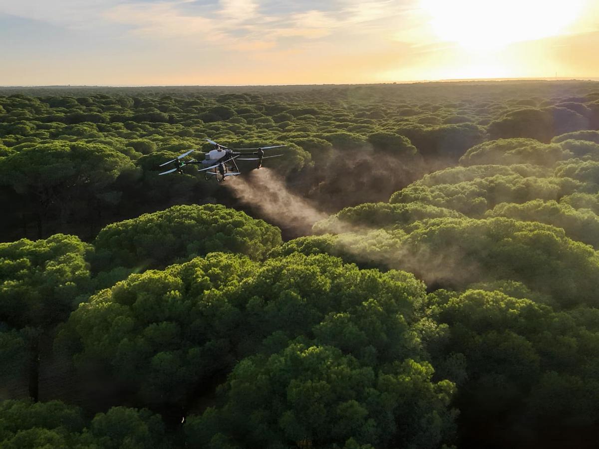Tratamiento aéreo con drones en un pinar.