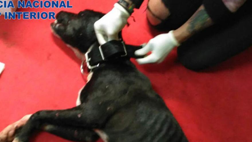 Rescatan a más de 200 perros peligrosos de peleas ilegales