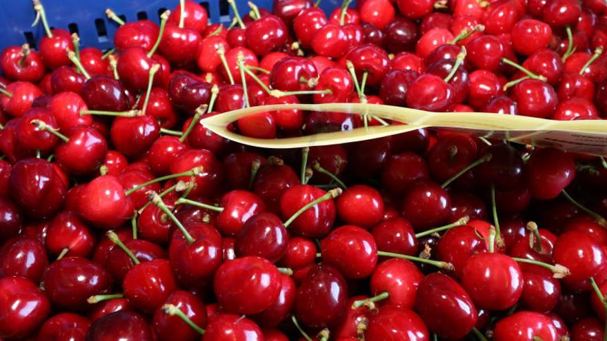 La producción de Cerezas de la Montaña de Alicante baja hasta los dos millones de kilos