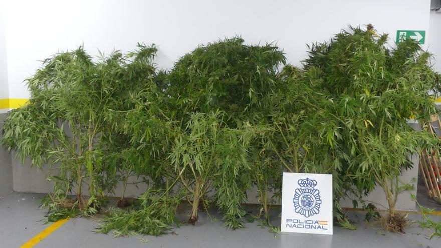 Detenido un vilagarciano por el cultivo de once plantas de marihuana