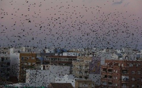 El espectáculo de los estorninos en Torrevieja