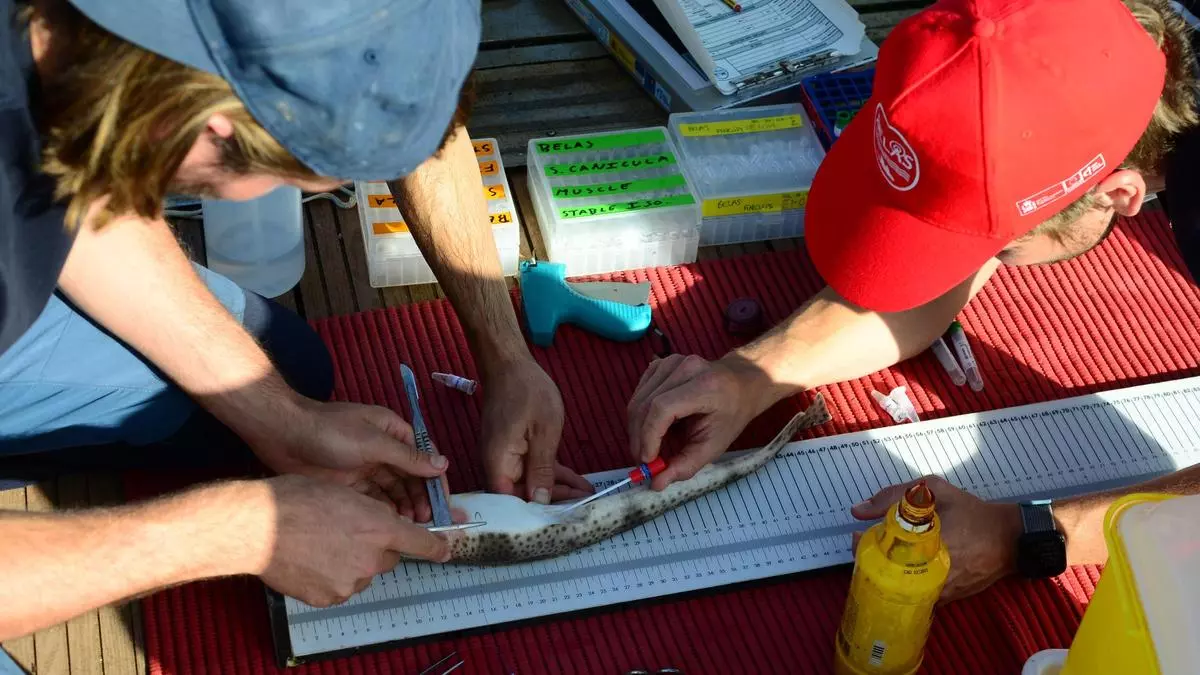 Un «Gran Hermano» en la ría de Vigo: científicos colocan en Cangas un emisor acústico en ejemplares de melgacho