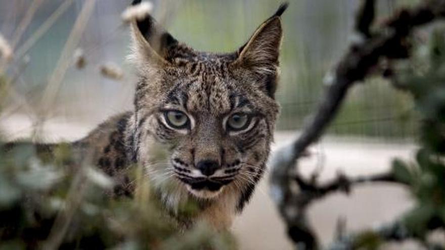 Nacen tres linces en Jaén.