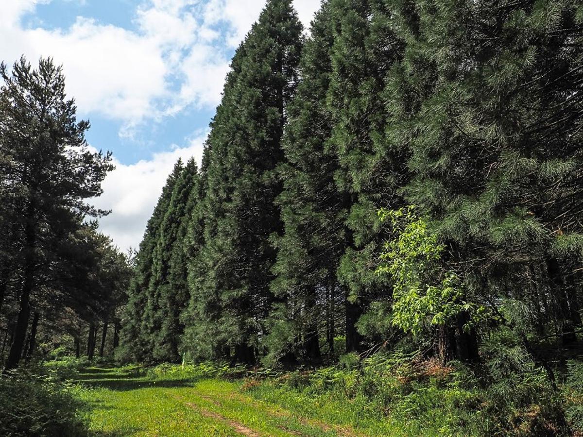 Parque Natural Montes Obarenes-San Zardonil, Burgos