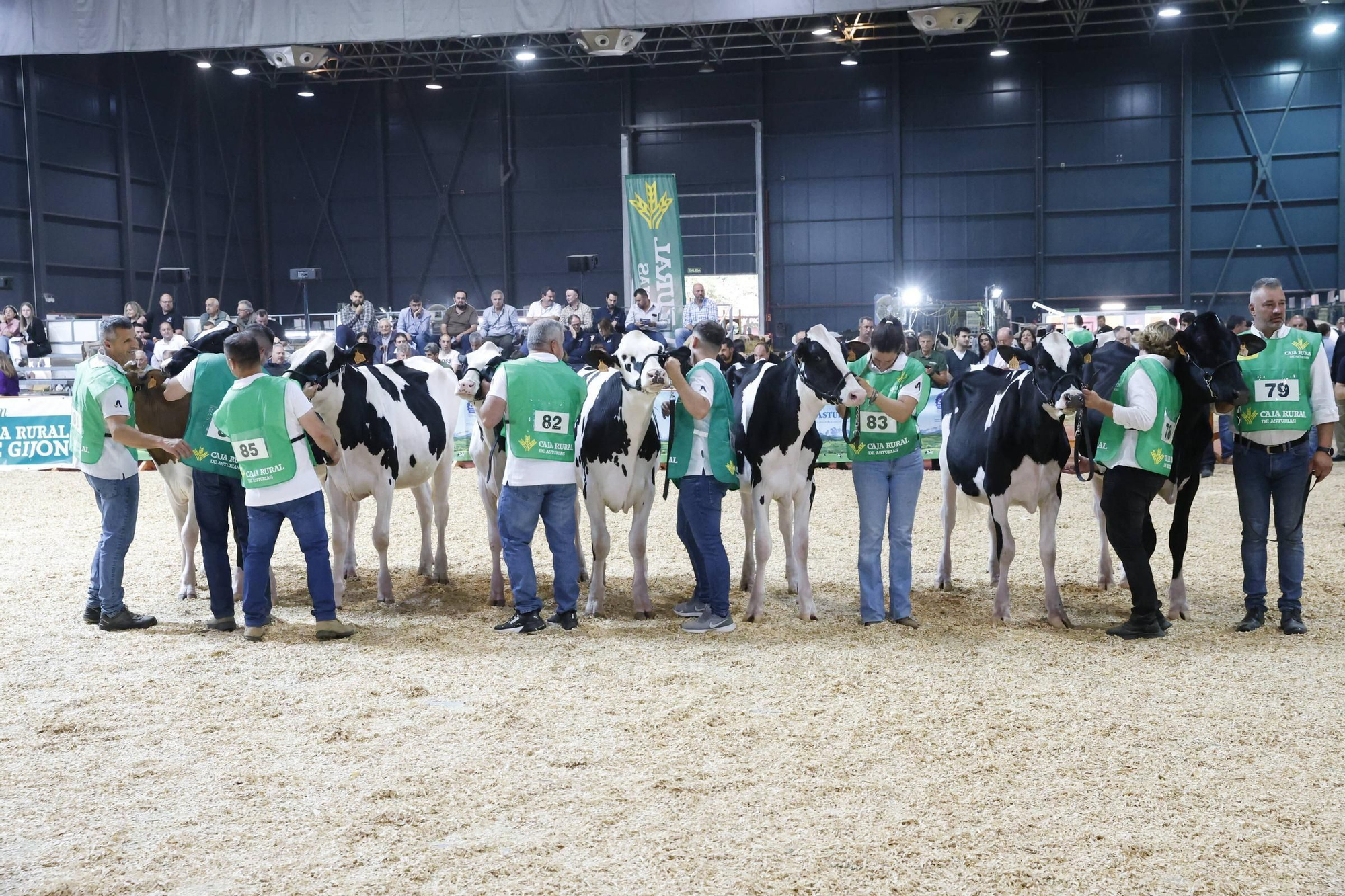 El concurso en Gijón de la mejor vaca de Asturias, en imágenes