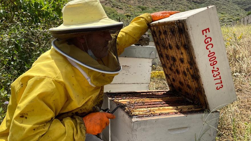 La ola de calor fulmina la mitad de  la producción de miel de Gran Canaria