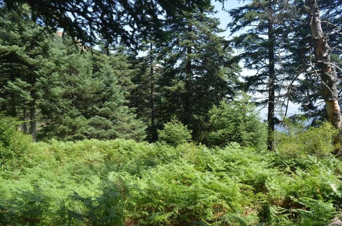 Paraje Natural de los Reales de Sierra Bermeja