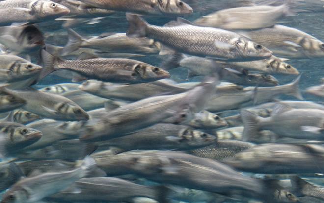 Снижается уровень вылова рыбы в Средиземном и Черном морях