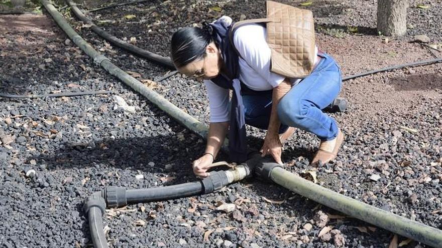 Los agricultores del Salobre se quejan de la sequía