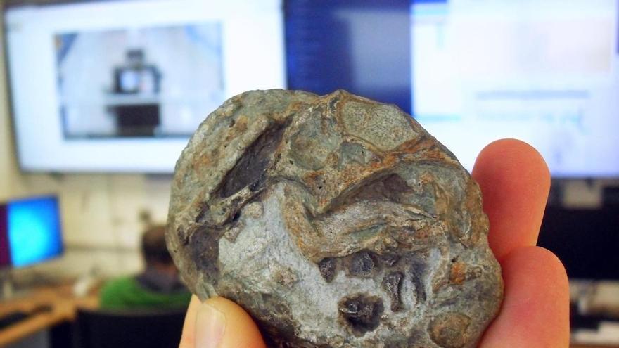 imer huevo de un antepasado de los mamíferos, de hace 250 millones de años