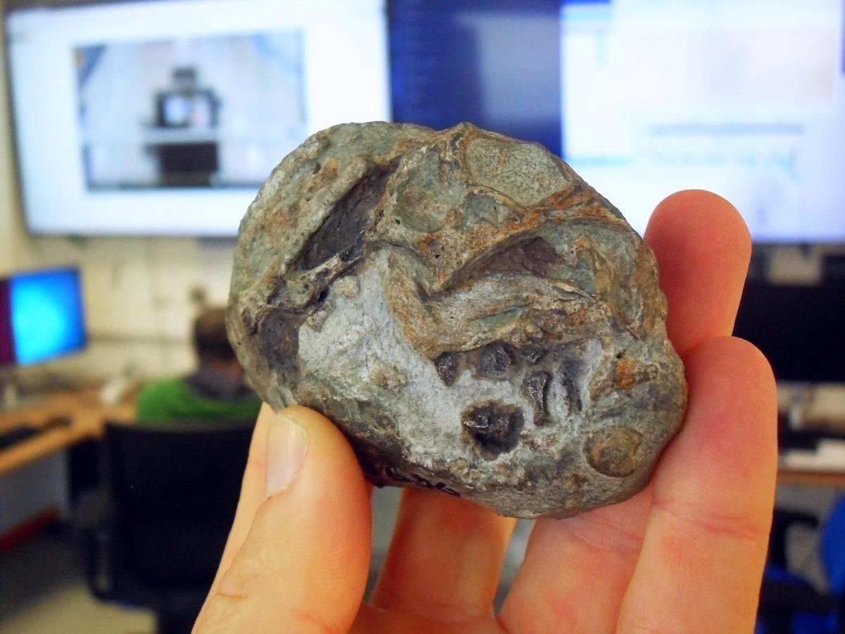 Descubren el primer huevo de un antepasado de los mamíferos, de hace 250 millones de años.