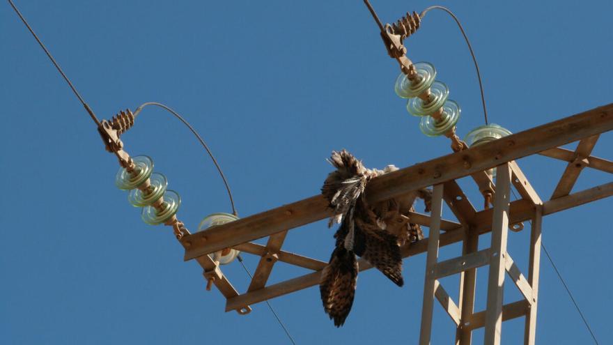 ¿Por qué mueren las aves en los tendidos eléctricos?