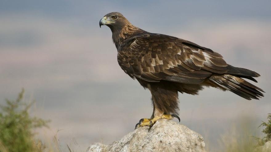 Birding en familia.