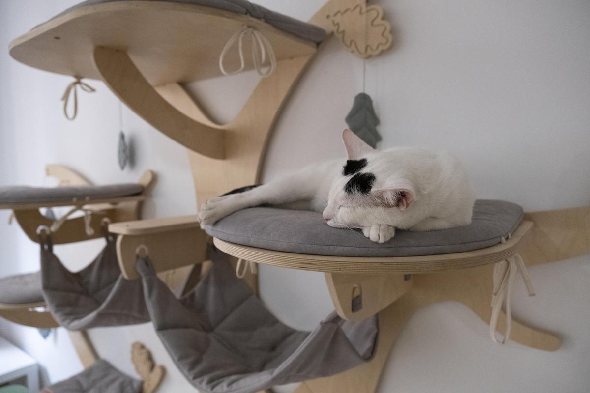 Un gat domint a les instal·lacions de Ninus Cat Cafè