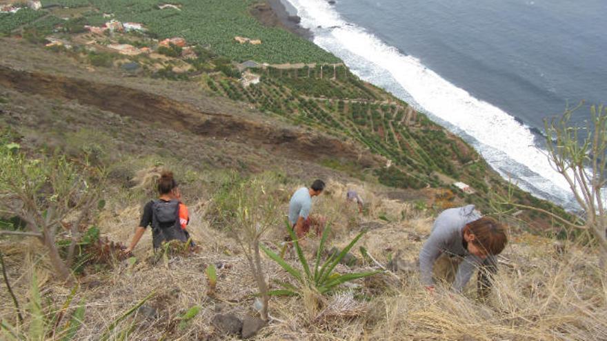 Voluntarios de Ecologistas en Acción Tenerife trabajan desde hace un año para controlar la plaga de rabo de gato (Pennisetum setaceum) en El Rincón.