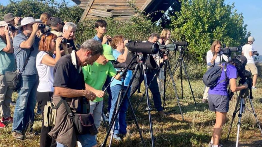 Observación de aves en el Complejo Intermareal de O Grove.