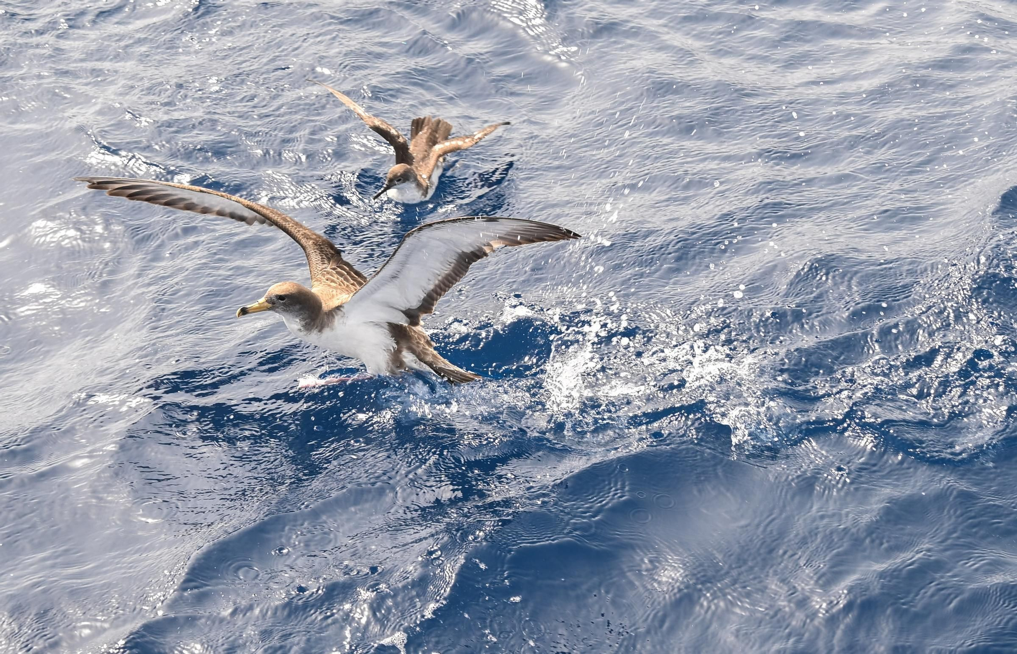 Un día a bordo del Artic pescando atunes rojos para marcarlos con GPS