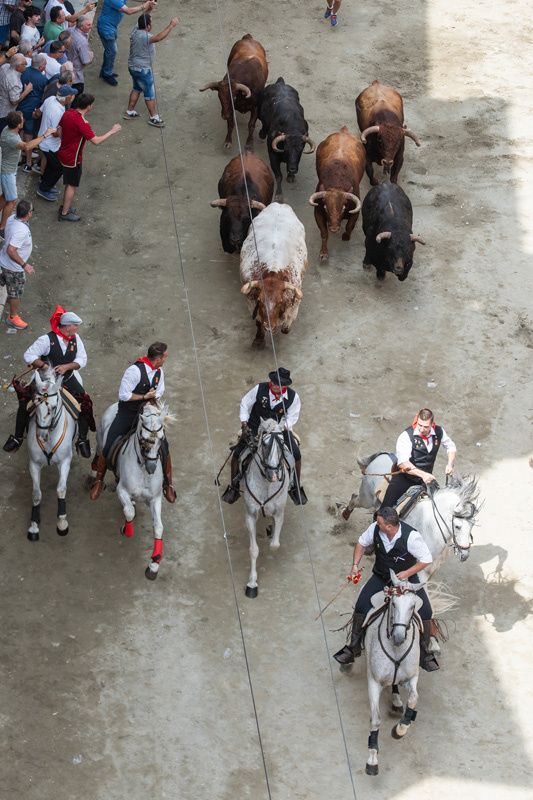 Fotogalería de la segunda Entrada de Toros y Caballos de Segorbe