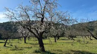 La floración de los almendros empieza en Mallorca