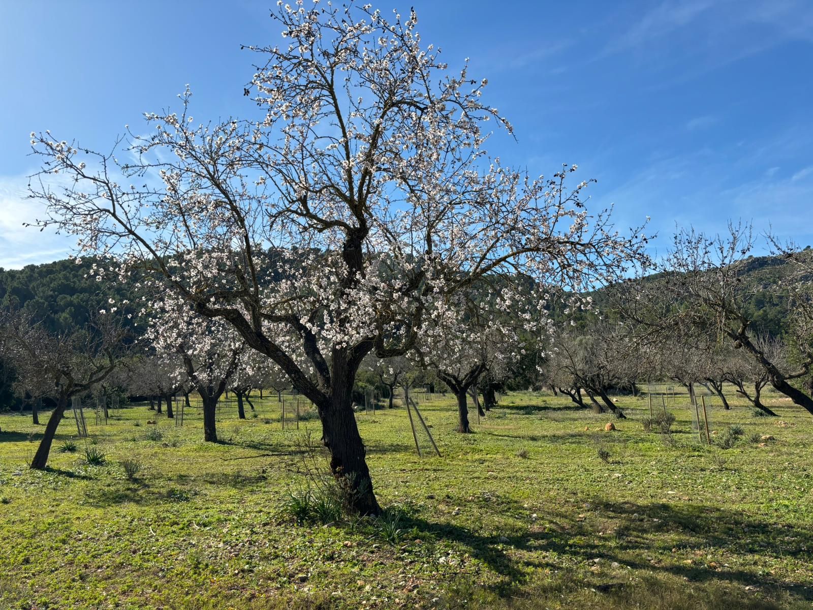 La floración de los almendros empieza en Mallorca