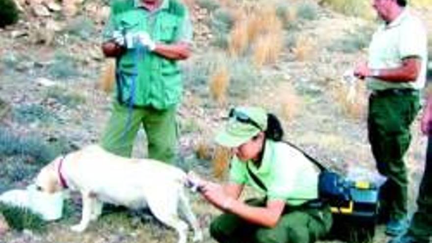 Desciende un 31 por ciento el hallazgo de cebos con veneno