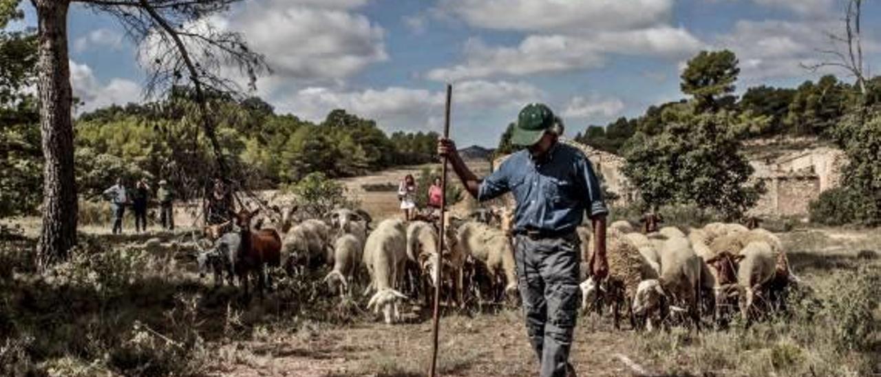 El pastor guía a las ovejas hacia la zona indicada para la limpieza.